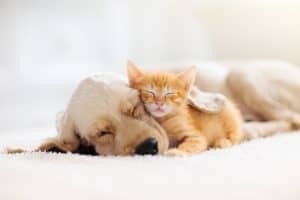 concept of sleep, kitten and puppy